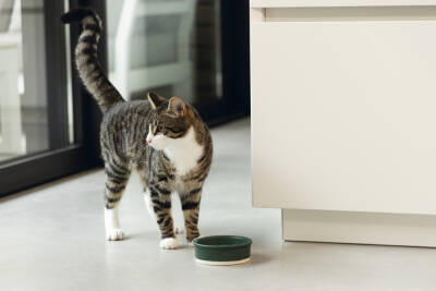 Beeztees DBL Kedi Mama Su Kabı, Seramik, Mat Yeşil, 12cm, 300ml - 2