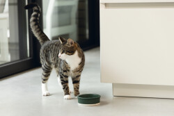 Beeztees DBL Kedi Mama Su Kabı, Seramik, Mat Yeşil, 12cm, 300ml - 2