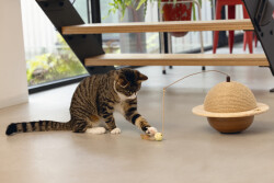 Beeztees DBL Kedi Tırmalama ve Oyuncağı, 29,5x29,5x20cm - 2