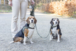 Beeztees DBL Köpek Gezdirme Kayışı, Velura, Yeşil, 120cm, 20mm - 4