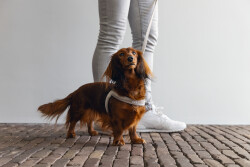 Beeztees DBL Köpek Göğüs Tasması, Velur, Gri, S, 20mm x 52cm - 3