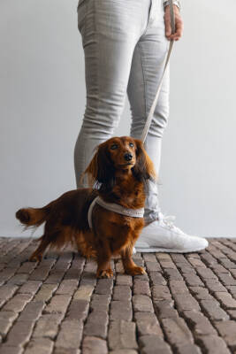 Beeztees DBL Köpek Göğüs Tasması, Velur, Gri, S, 20mm x 52cm - 2