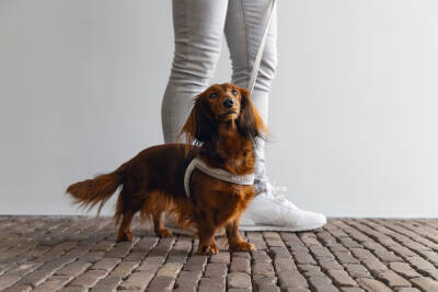 Beeztees DBL Köpek Göğüs Tasması, Velur, Gri, S, 20mm x 52cm - 3