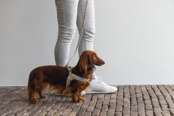 Beeztees DBL Köpek Göğüs Tasması, Velur, Gri, S, 20mm x 52cm - 4