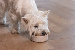 Beeztees DBL Köpek Mama Su Kabı, Bambu, Bej, 12cm, 300ml - 3