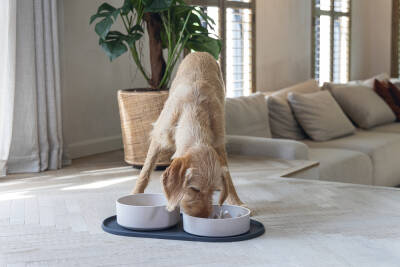 Beeztees DBL Köpek Mama Su Kabı, Bambu, Bej, 21cm, 1430ml - 2