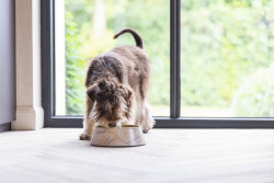 Beeztees DBL Köpek Mama Su Kabı, Mat Altın Rengi Paslanmaz Çelik, Bej Mermer Görünümlü, 14cm, 160ml - 2