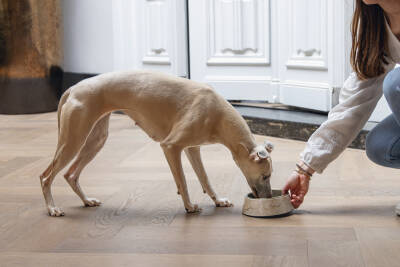 Beeztees DBL Köpek Mama Su Kabı, Mat Altın Rengi Paslanmaz Çelik, Bej Mermer Görünümlü, 17,5cm, 350m - 3