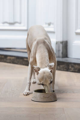 Beeztees DBL Köpek Mama Su Kabı, Mat Altın Rengi Paslanmaz Çelik, Bej Mermer Görünümlü, 17,5cm, 350m - 4