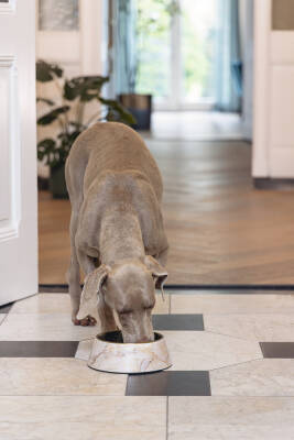 Beeztees DBL Köpek Mama Su Kabı, Mat Altın Rengi Paslanmaz Çelik, Bej Mermer Görünümlü, 22cm, 700ml - 3