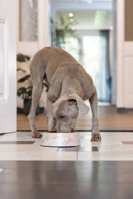 Beeztees DBL Köpek Mama Su Kabı, Mat Altın Rengi Paslanmaz Çelik, Bej Mermer Görünümlü, 22cm, 700ml - 5