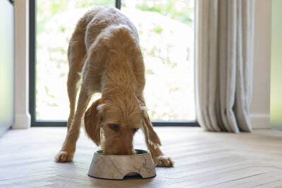 Beeztees DBL Köpek Mama Su Kabı, Mat Altın Rengi Paslanmaz Çelik, Bej Mermer Görünümlü, 22cm, 700ml - 2