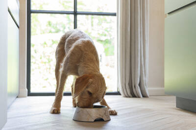 Beeztees DBL Köpek Mama Su Kabı, Mat Altın Rengi Paslanmaz Çelik, Bej Mermer Görünümlü, 22cm, 700ml - 4