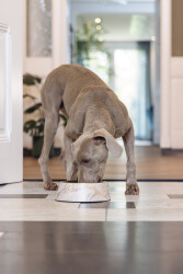 Beeztees DBL Köpek Mama Su Kabı, Mat Altın Rengi Paslanmaz Çelik, Bej Mermer Görünümlü, 22cm, 700ml - 5