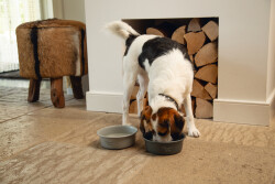 Beeztees DBL Köpek Mama Su Kabı, Mat Gri Paslanmaz Çelik, 16cm, 940ml - 2