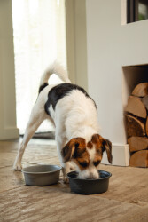 Beeztees DBL Köpek Mama Su Kabı, Mat Gri Paslanmaz Çelik, 16cm, 940ml - 4