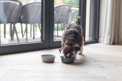 Beeztees DBL Köpek Mama Su Kabı, Mat Gri Paslanmaz Çelik, 16cm, 940ml - 3