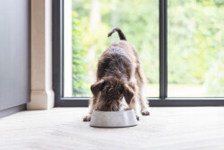 Beeztees DBL Köpek Mama Su Kabı, Mat Paslanmaz Çelik, Beyaz Mermer Görünümlü, 14cm, 160ml - 2