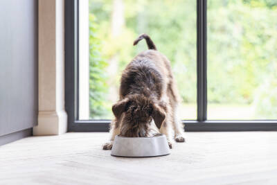 Beeztees DBL Köpek Mama Su Kabı, Mat Paslanmaz Çelik, Beyaz Mermer Görünümlü, 14cm, 160ml - 2