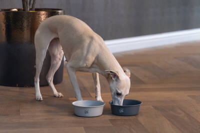 Beeztees DBL Köpek Mama Su Kabı, Mat Siyah Paslanmaz Çelik, 16cm, 940ml - 4