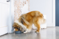 Beeztees DBL Köpek Mama Su Kabı, Mat Siyah Paslanmaz Çelik, 20cm, 1,9L - 3