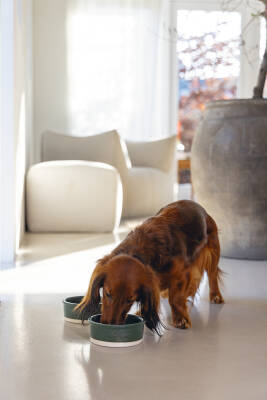 Beeztees DBL Köpek Mama Su Kabı, Seramik, Mat Yeşil, 13cm, 160ml - 2