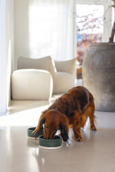 Beeztees DBL Köpek Mama Su Kabı, Seramik, Mat Yeşil, 13cm, 160ml - 2