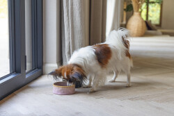 Beeztees DBL Köpek Mama Su Kabı, Seramik, Pembe, 13,5cm, 500ml - 2