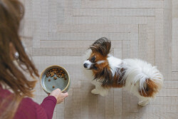 Beeztees DBL Köpek Mama Su Kabı, Seramik, Yeşil, 13,5cm, 500ml - 3