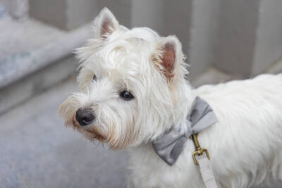 Beeztees DBL Köpek Papyonu, Kadife, Gri, 9cm - 2