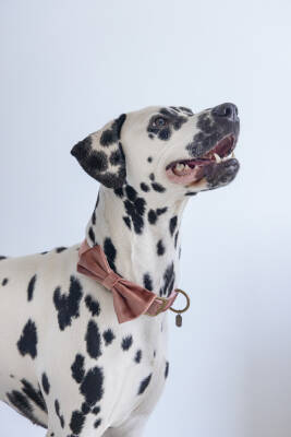 Beeztees DBL Köpek Papyonu, Kadife, Pembe, 12cm - 2