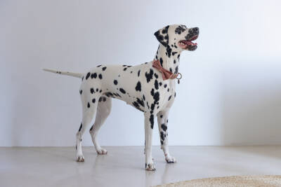 Beeztees DBL Köpek Papyonu, Kadife, Pembe, 12cm - 3