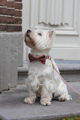 Beeztees DBL Köpek Papyonu, Kadife, Pembe, 9cm - 3