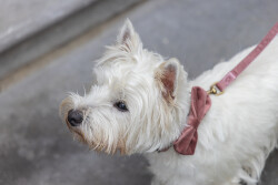 Beeztees DBL Köpek Papyonu, Kadife, Pembe, 9cm - 4