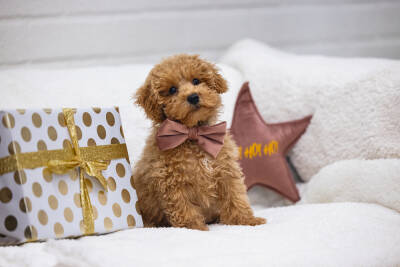 Beeztees DBL Köpek Papyonu, Kadife, Pembe, 9cm - 2