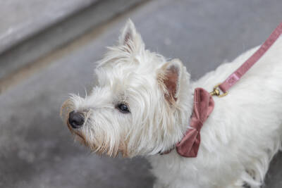 Beeztees DBL Köpek Papyonu, Kadife, Pembe, 9cm - 4