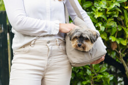 Beeztees DBL Köpek Taşıma Çantası, Yıkanabilir, 6,5Kg'ye kadar, Bej, 40x20x28cm - 3