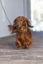 Beeztees DBL Köpek Tasması, Kadife, Gri, 26-40cm, 15mm - 5