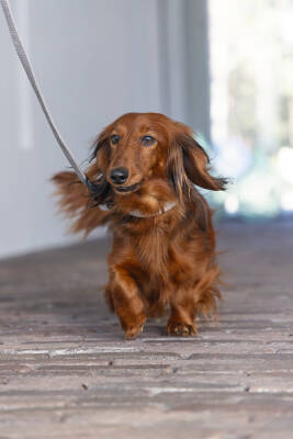 Beeztees DBL Köpek Tasması, Kadife, Gri, 26-40cm, 15mm - 5