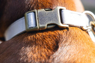 Beeztees DBL Köpek Tasması, Kadife, Gri, 48-70cm, 25mm - 4