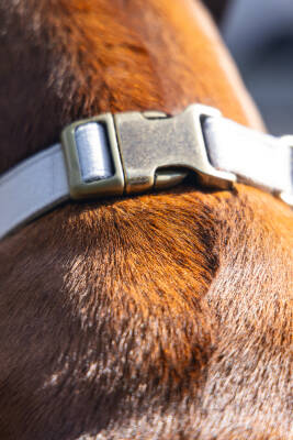 Beeztees DBL Köpek Tasması, Kadife, Gri, 48-70cm, 25mm - 5