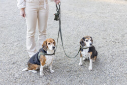 Beeztees DBL Köpek Tasması, Kadife, Nefti, 35-50cm, 20mm - 5