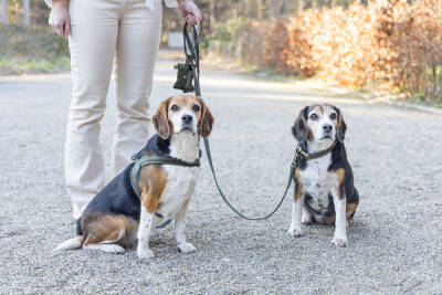 Beeztees DBL Köpek Tasması, Kadife, Nefti, 35-50cm, 20mm - 4