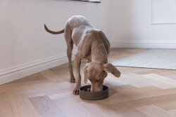 Beeztees DBL Köpek Yavaş Besleme Mama Kabı, Bambu, Antrasit, 21cm, 1430ml - 3