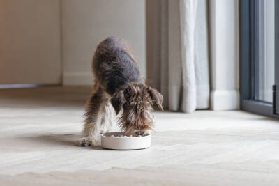 Beeztees DBL Köpek Yavaş Besleme Mama Kabı, Bambu, Bej, 17cm, 800ml - 2