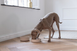 Beeztees DBL Köpek Yavaş Besleme Mama Kabı, Bambu, Bej, 21cm, 1430ml - 3