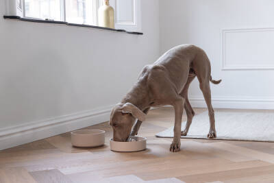 Beeztees DBL Köpek Yavaş Besleme Mama Kabı, Bambu, Bej, 21cm, 1430ml - 3