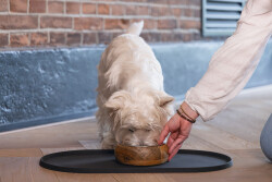 Beeztees DBL Mama Su Kabı Servisi, Silikon, Kaymaz, Antrasit, 45x25x1,5cm - 2