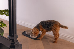 Beeztees DBL Mama Su Kabı Servisi, Silikon, Kaymaz, Antrasit, 55x30x1,7cm - 5