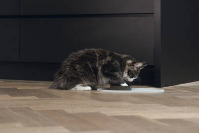 Beeztees DBL Mama Su Kabı Servisi, Silikon, Kaymaz, Bej, 45x25x1,5cm - 5